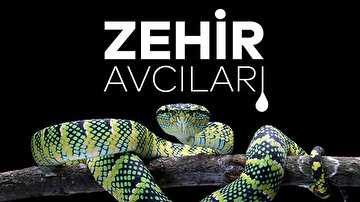 ZEHİR AVCILARI