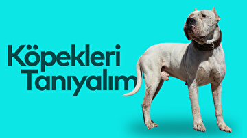 Köpekleri Tanıyalım