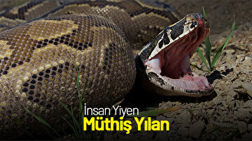 İNSAN YİYEN MÜTHİŞ YILAN