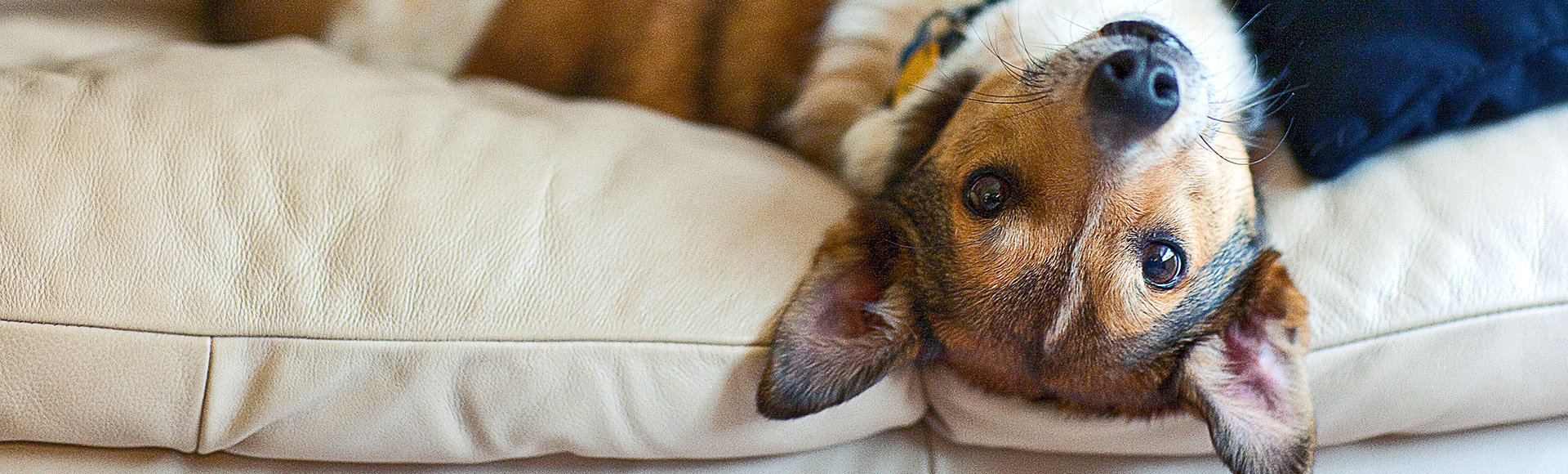 Köpekleri Tanıyalım Bölümler, Bölüm Özetleri, Haberler TLC TV