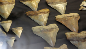 Megalodon'un gerçek boyutu ortaya çıktı Megalodon'un gerçek boyutu ortaya çıktı