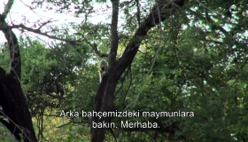 Afrika'da maymunlar tarafından soyulduk Afrika'da maymunlar tarafından soyulduk
