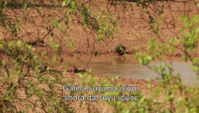 Bülent maymunlara saldırıyor Bülent maymunlara saldırıyor