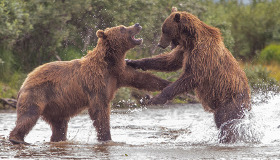 Alaska’nın en vahşi hayvanları Alaska’nın en vahşi hayvanları