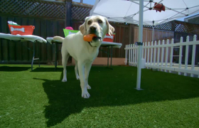 Islak köpek deneyi