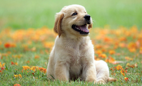 Köpekler hakkında şaşırtan bilgiler Köpekler hakkında şaşırtan bilgiler