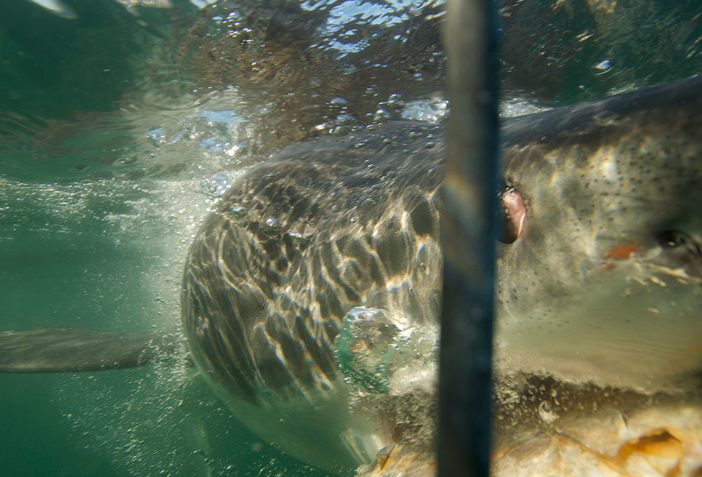 Köpekbalığı Haftası 24 Temmuz’da Discovery Channel’da başlıyor