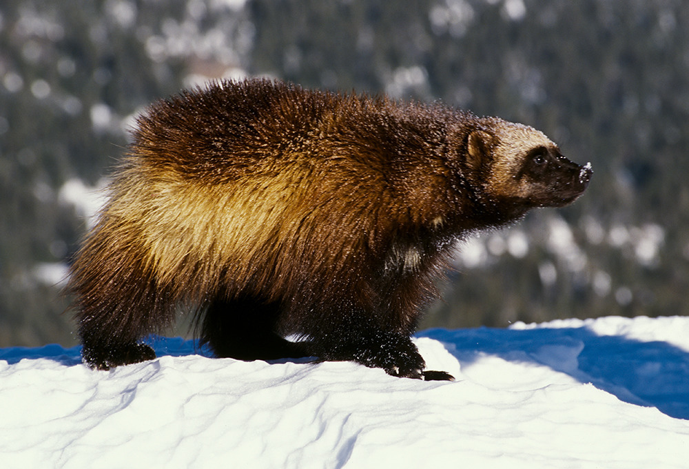 Alaska’nın en vahşi hayvanları